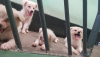 German spitz puppy dog